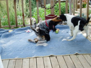 Gracie_and_Savannah_in_action