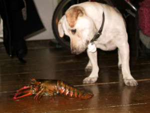 Gus_Lobster_1208v1