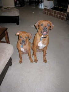 boxer-mastiff