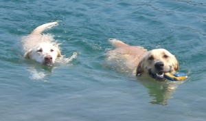 doggiesswimming-300x176