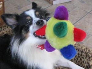 My Papillon/Mini Aussie Ripley! Hope he's allowed here! : r/papillon