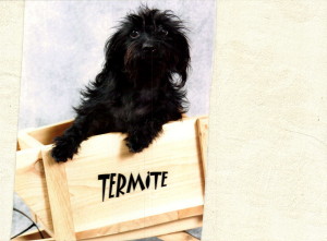 termite